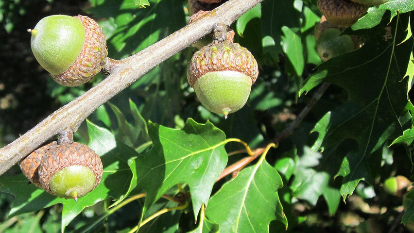 Quercus rubra плоды