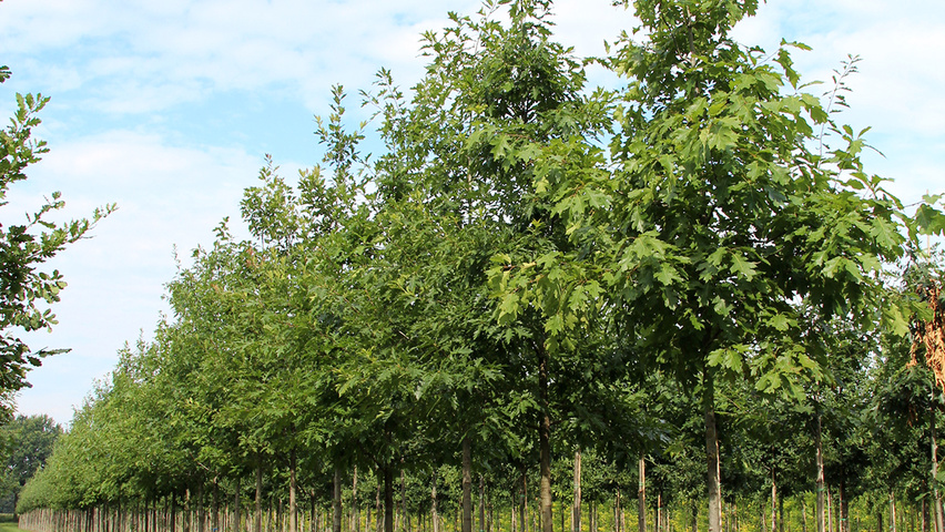 Quercus rubra Деревья с высоким стволом (стандарт)