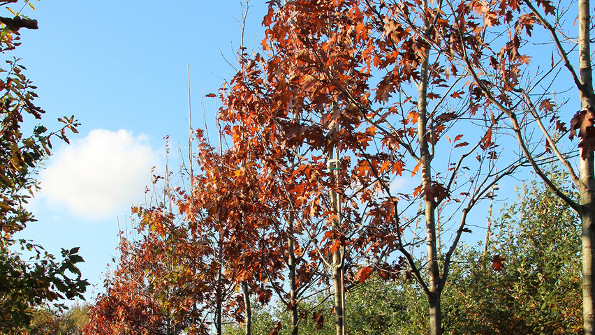 Quercus rubra Деревья с высоким стволом (стандарт)