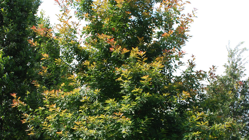 Quercus rubra Деревья с высоким стволом (стандарт)