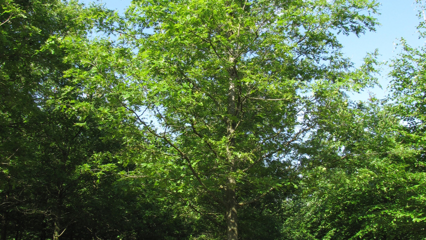 Quercus rubra Деревья с высоким стволом (стандарт)