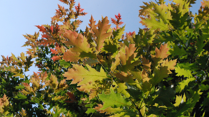 Quercus rubra листья
