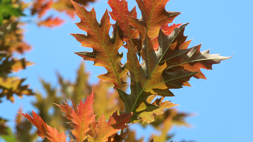 Quercus rubra листья