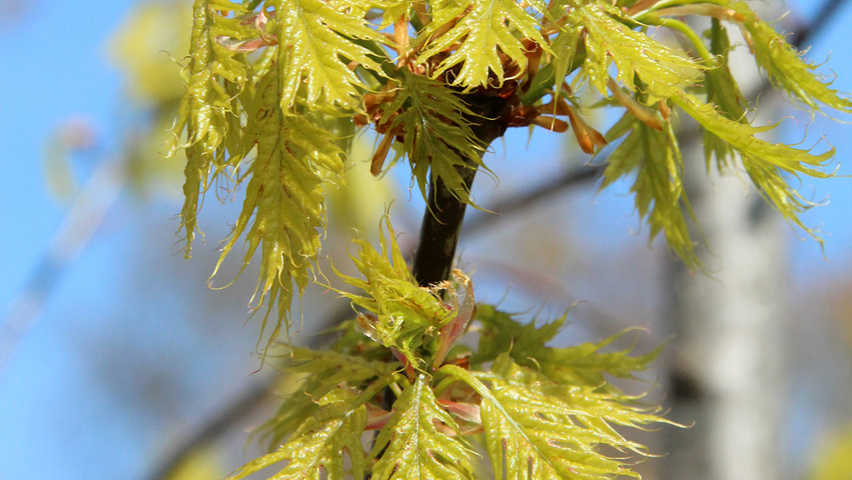 Quercus rubra листья