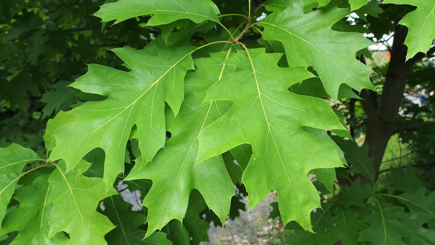 Quercus rubra | TreeEbb | Online tree-finding tool | Ebben ...