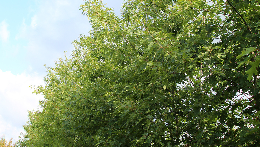 Quercus rubra Многоствольные деревья