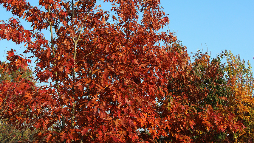 Quercus rubra Многоствольные деревья