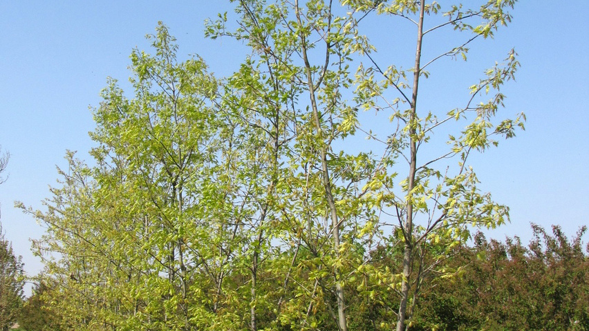 Quercus rubra Многоствольные деревья