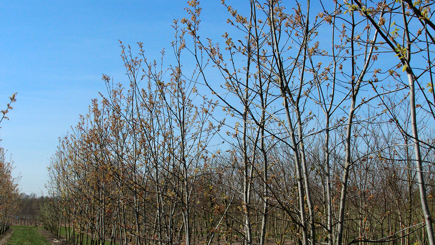 Quercus rubra Многоствольные деревья