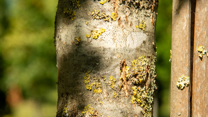 Quercus shumardii tronc