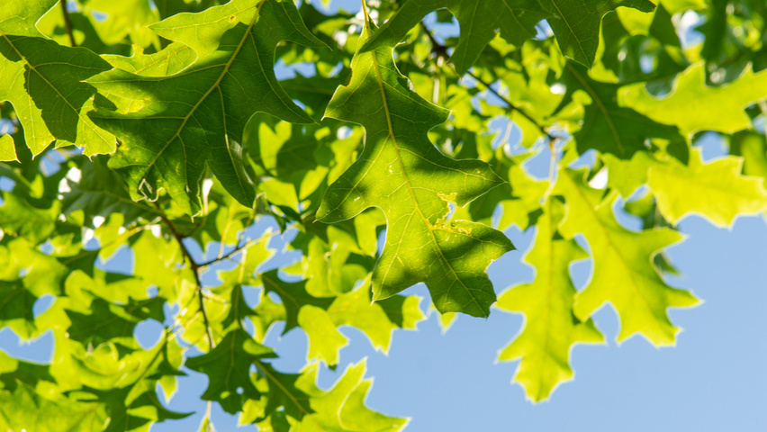 Quercus shumardii Feuilles