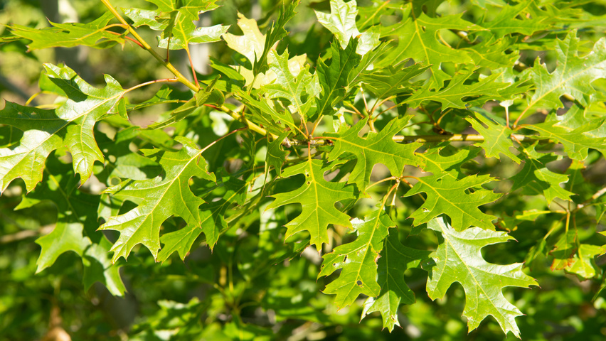 Quercus shumardii Feuilles