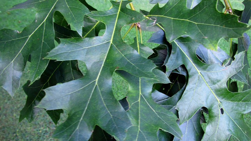 Quercus shumardii Feuilles