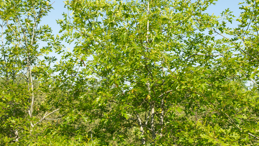 Quercus shumardii multi-troncs