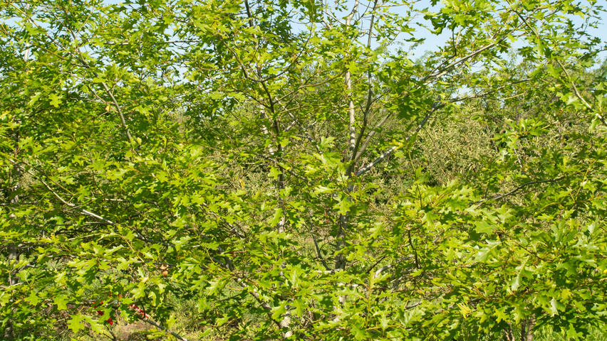 Quercus shumardii multi-troncs