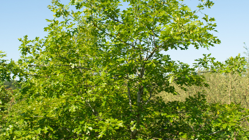 Quercus shumardii multi-troncs