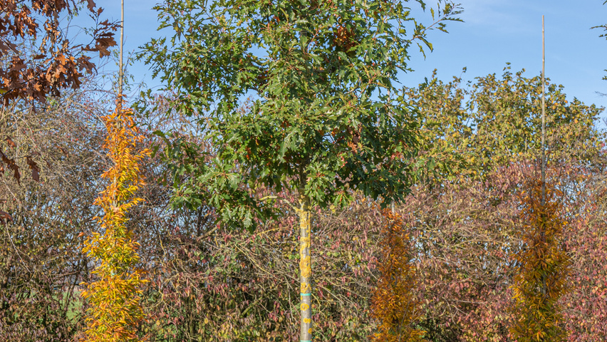 Quercus shumardii haute tige