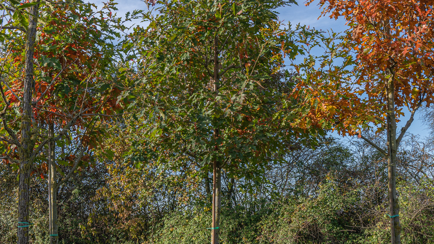 Quercus shumardii haute tige