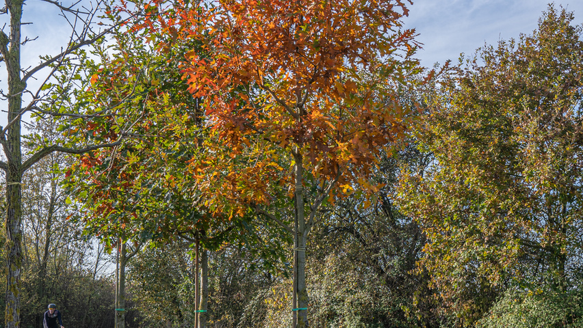 Quercus shumardii haute tige