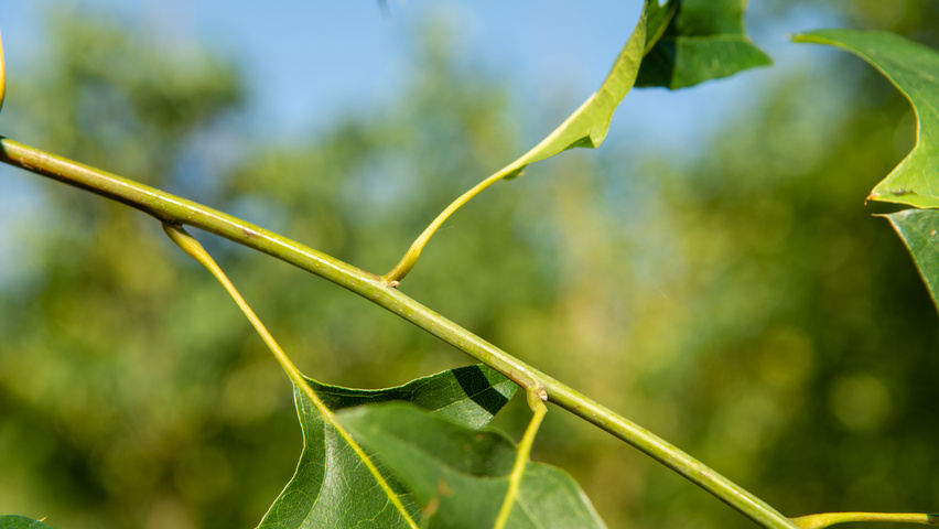 Quercus shumardii rameaux