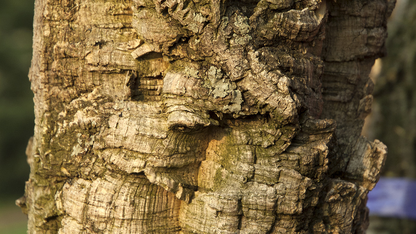Quercus suber Rinden