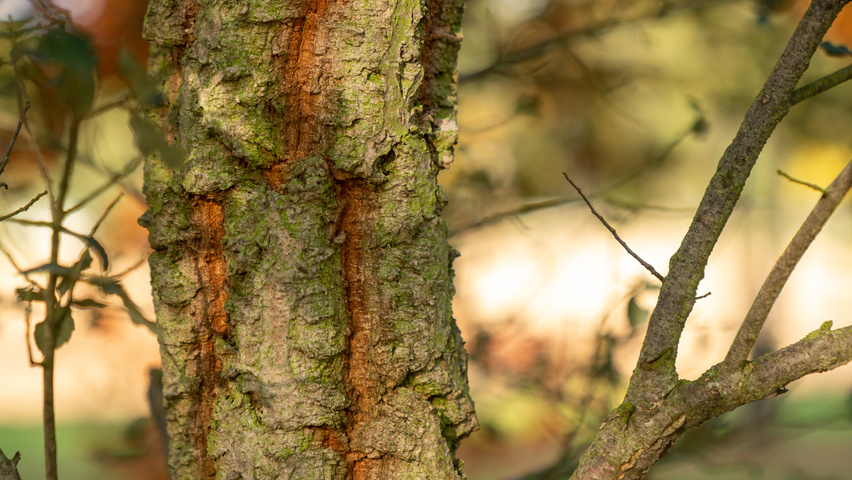 Quercus suber Rinden