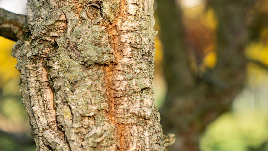 Quercus suber Rinden