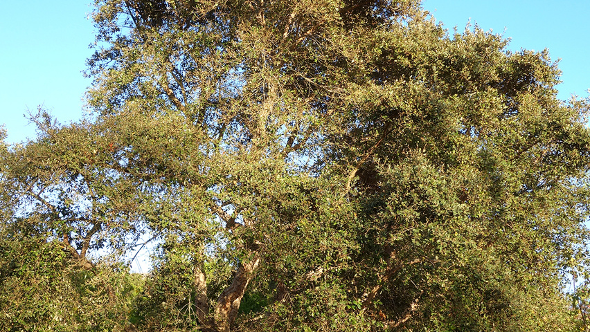 Quercus suber charakteristische