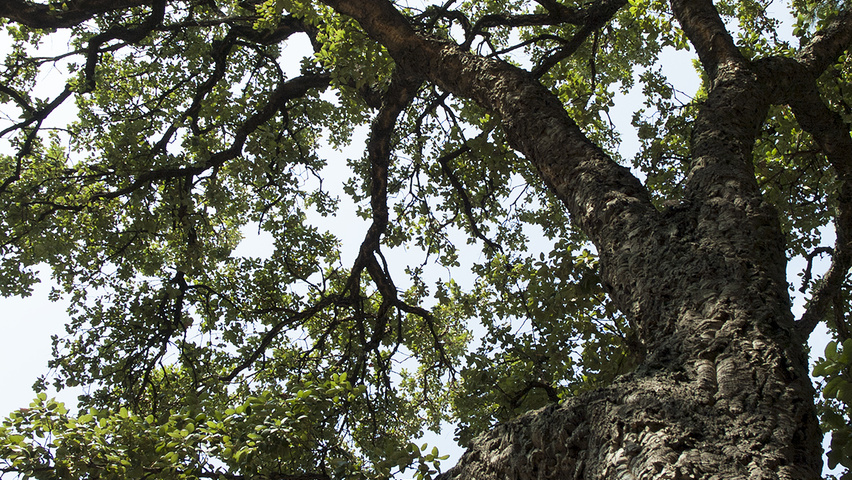 Quercus suber charakteristische