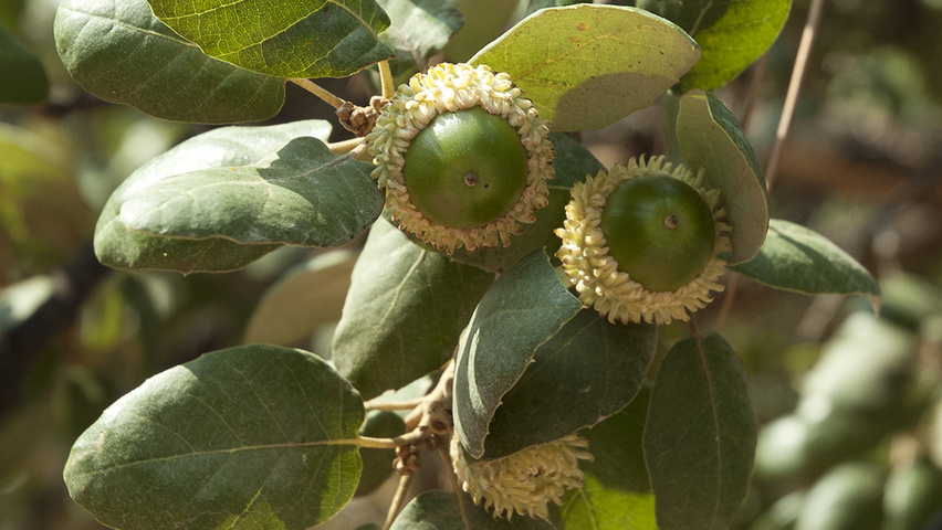 Quercus suber Frucht