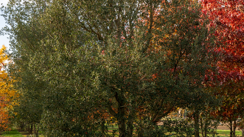 Quercus suber hochstämmig