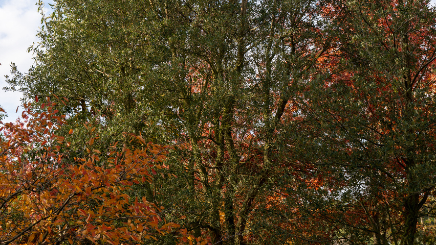 Quercus suber hochstämmig