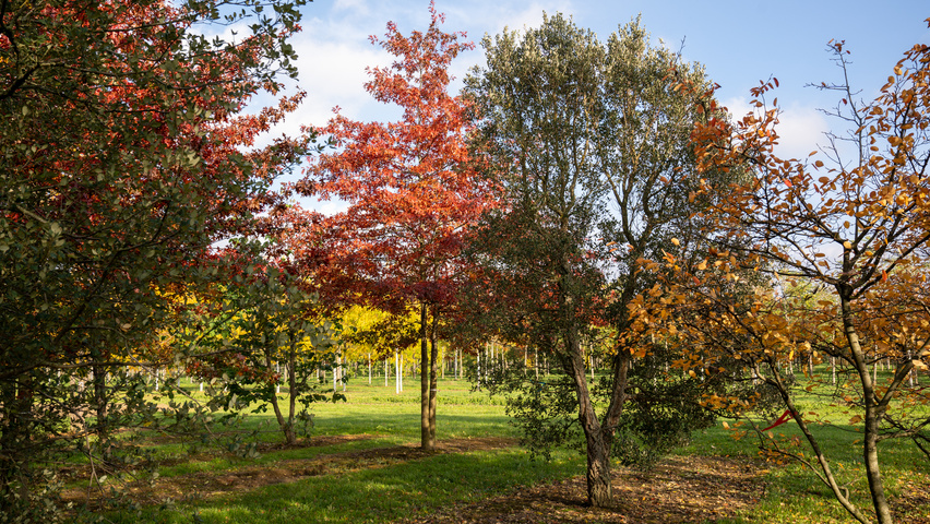 Quercus suber hochstämmig