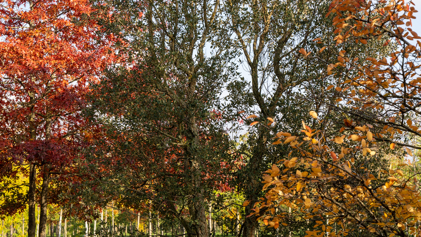 Quercus suber hochstämmig