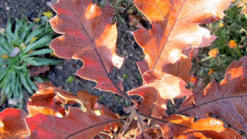Quercus velutina herfstblad