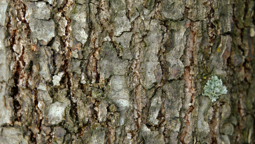 Quercus velutina bast