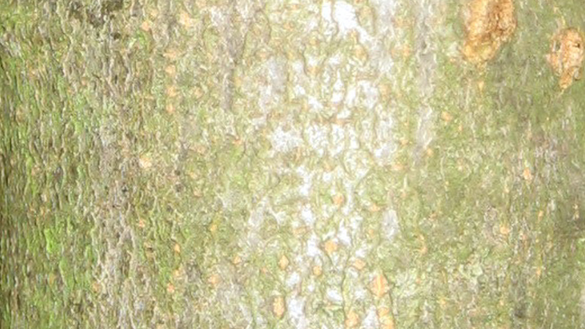 Quercus velutina bast