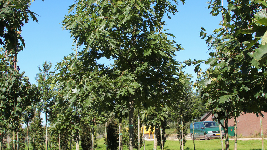Quercus velutina hoogstam