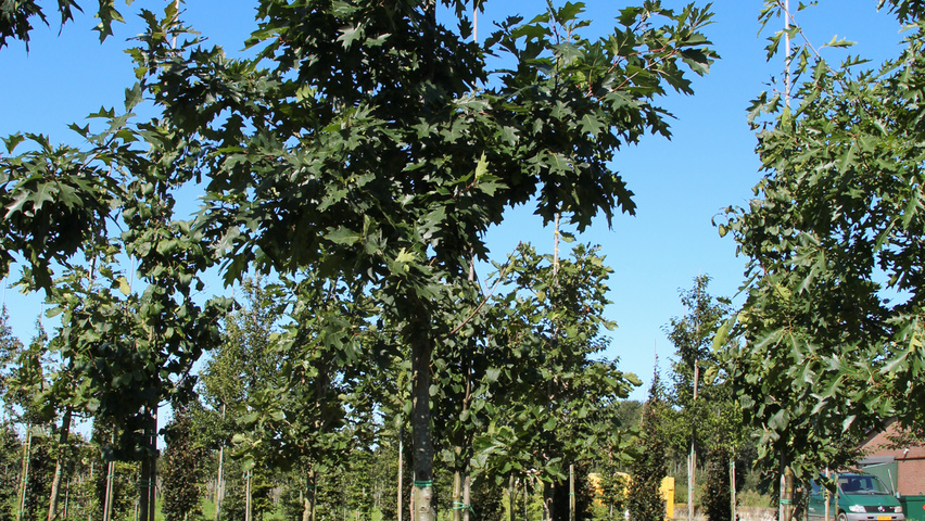 Quercus velutina hoogstam