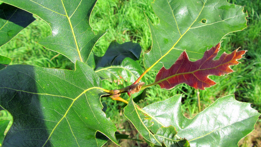 Quercus velutina blad