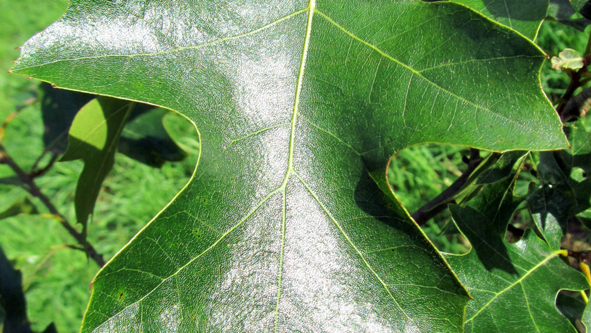 Quercus velutina blad