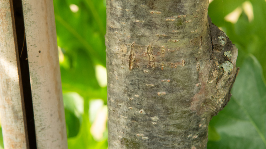 Quercus x bimundorum CRIMSON SPIRE bark