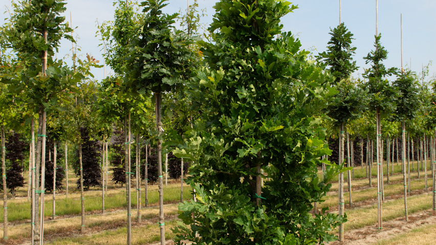 Quercus x bimundorum CRIMSON SPIRE feathered