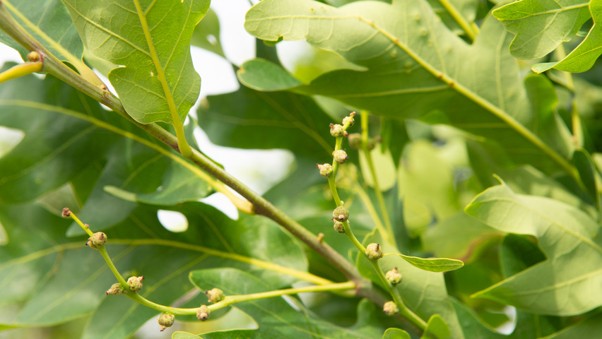 Quercus x bimundorum CRIMSON SPIRE fruits