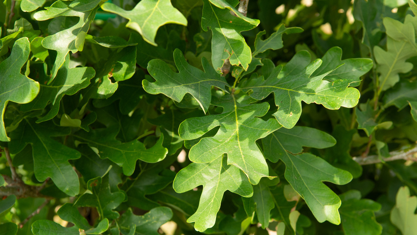 Quercus x bimundorum CRIMSON SPIRE leaves