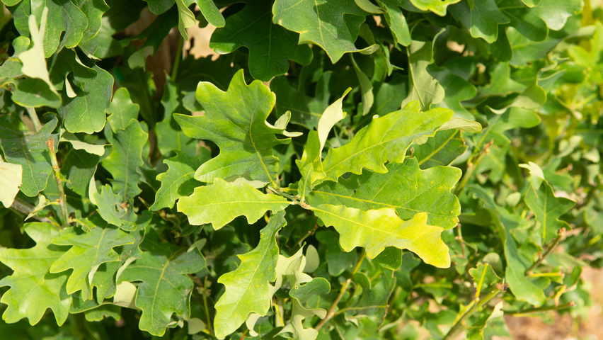 Quercus x bimundorum CRIMSON SPIRE leaves