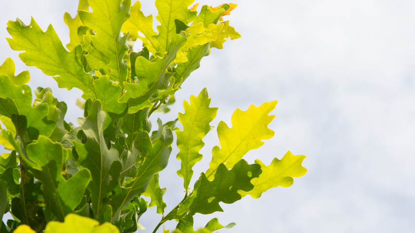 Quercus x bimundorum CRIMSON SPIRE leaves