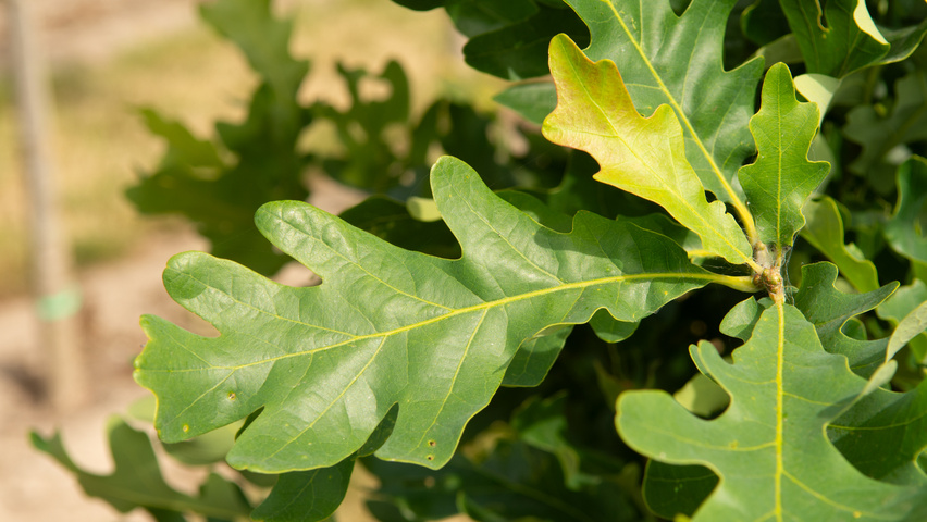 Quercus x bimundorum CRIMSON SPIRE leaves