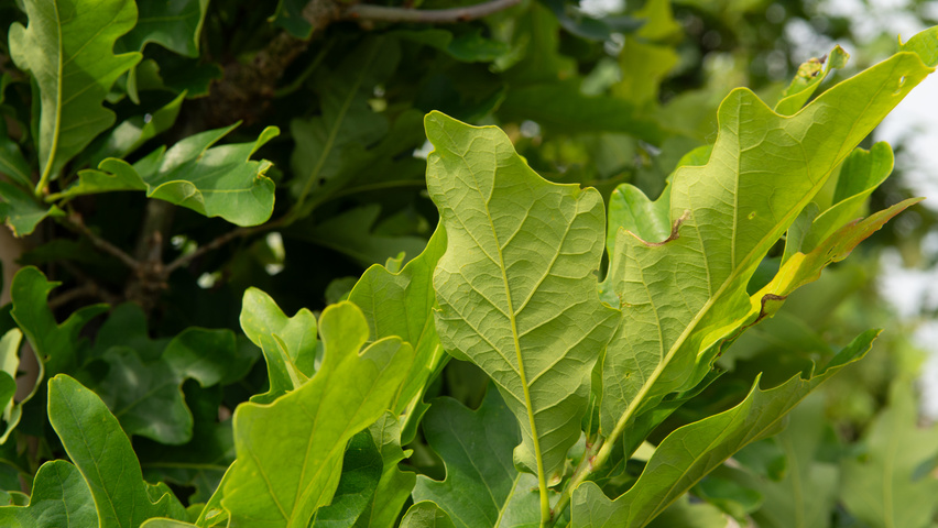Quercus x bimundorum CRIMSON SPIRE leaves