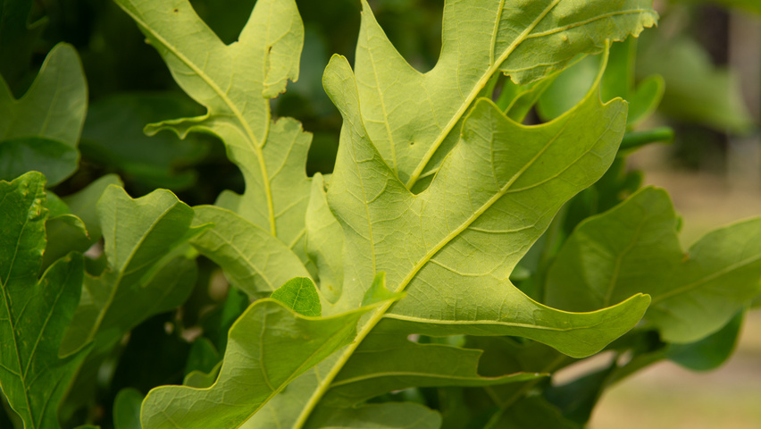 Quercus x bimundorum CRIMSON SPIRE leaves